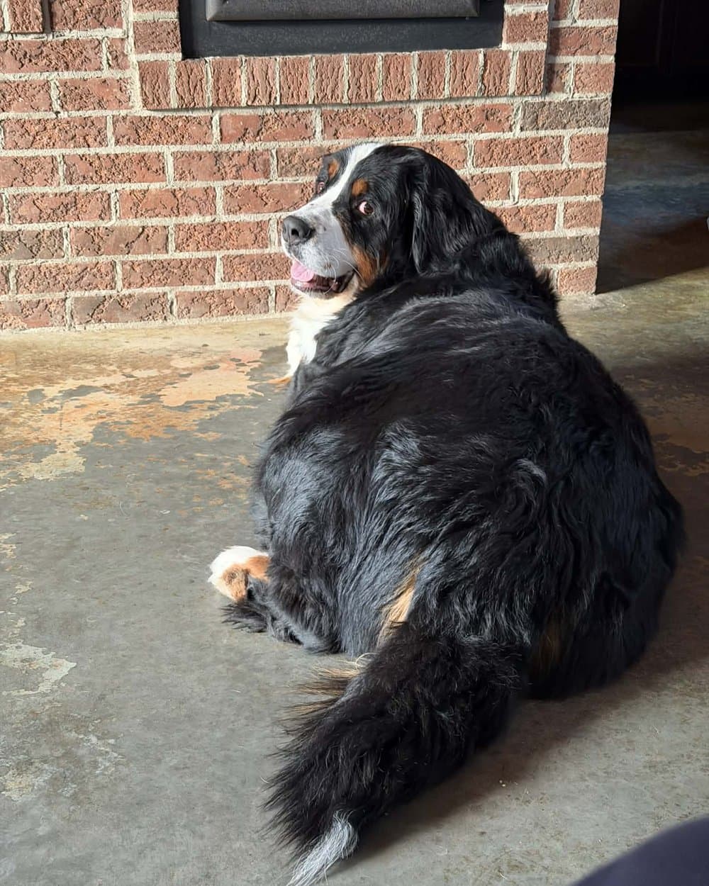 Le chien de montagne bernois