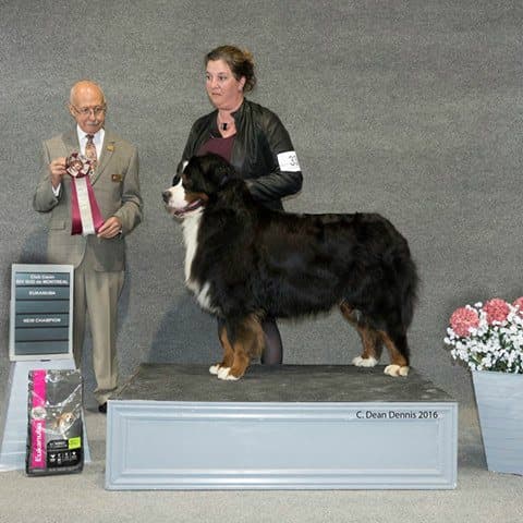 CAN/FCC CH Icome Du Haras De La Vergne