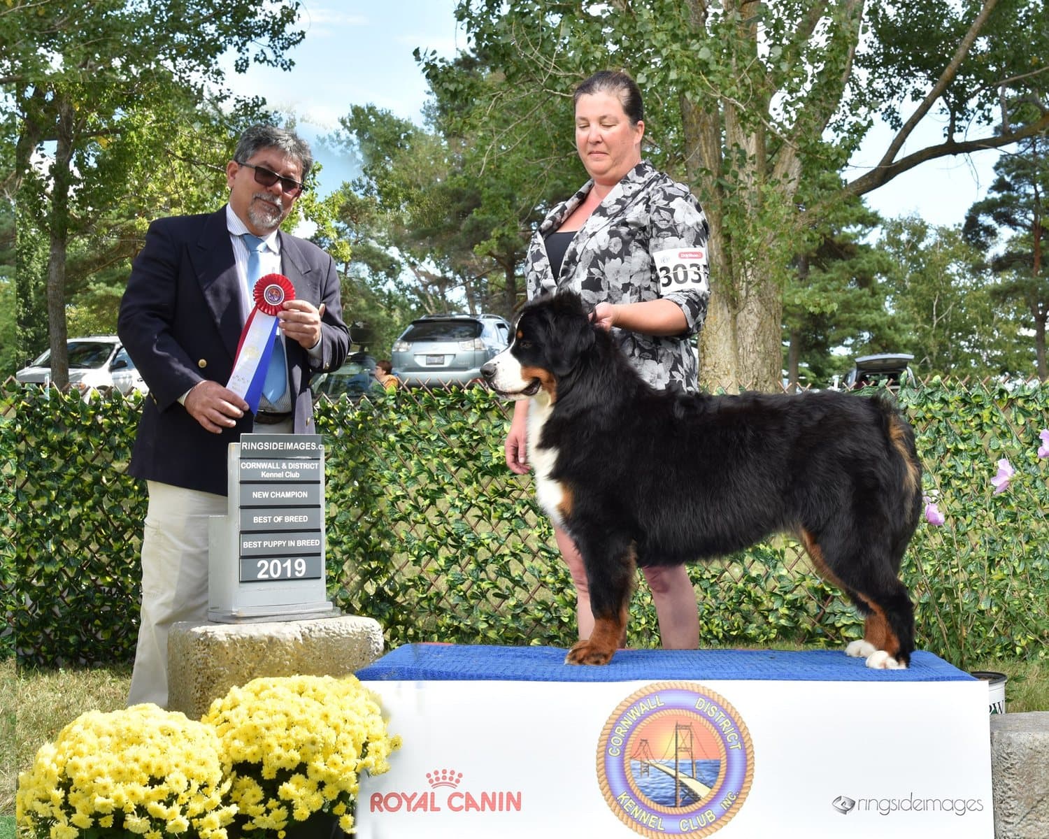 BPIG CKC CH Bernewa's Harmony By Tosca