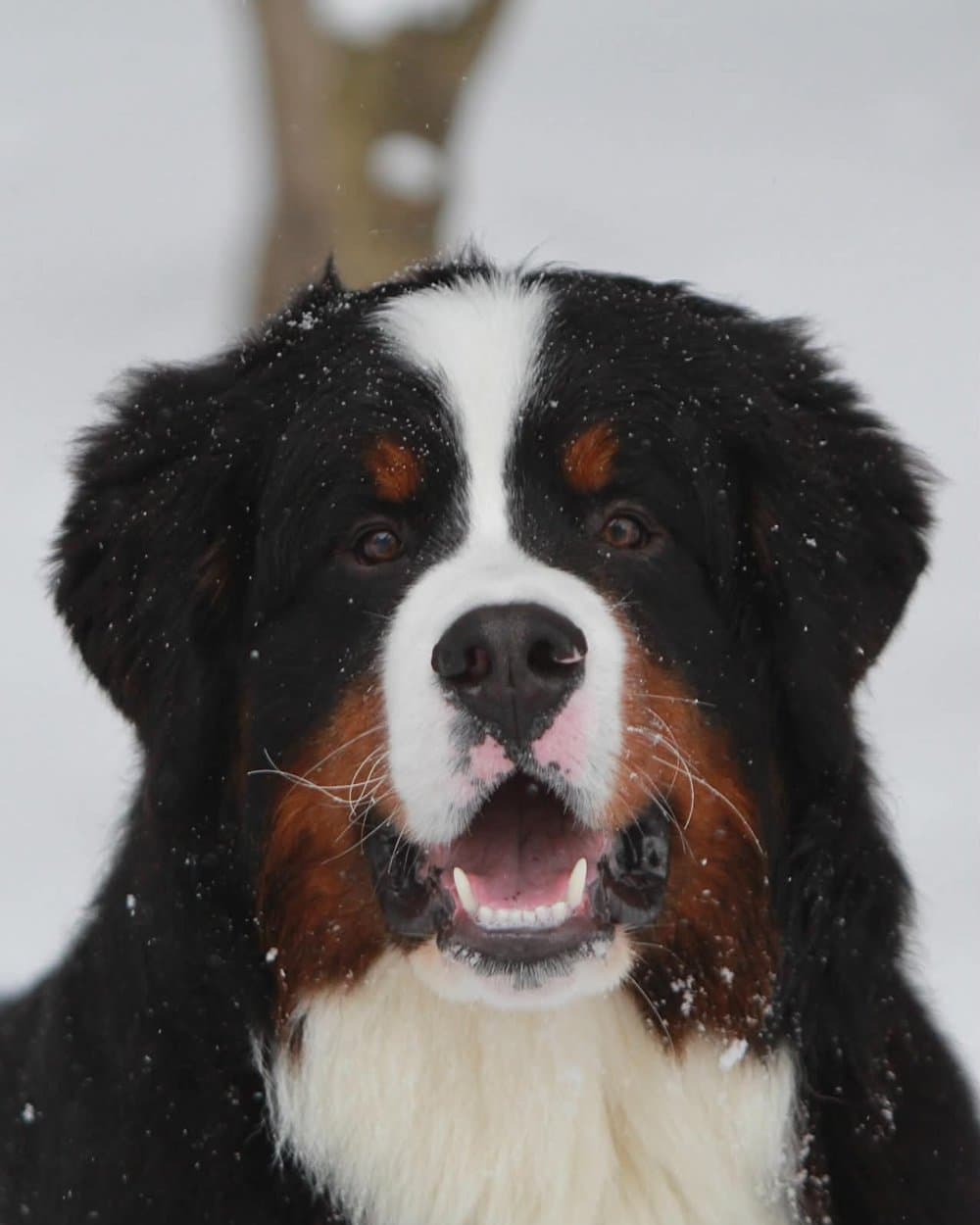 Alpenspirit Ruler Of The North