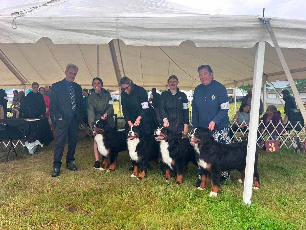 Quatre Bouviers Bernois de l'élevage Dudswelriver présentés en classe lors d'une exposition canine au Québec, avec leurs manieurs et le juge