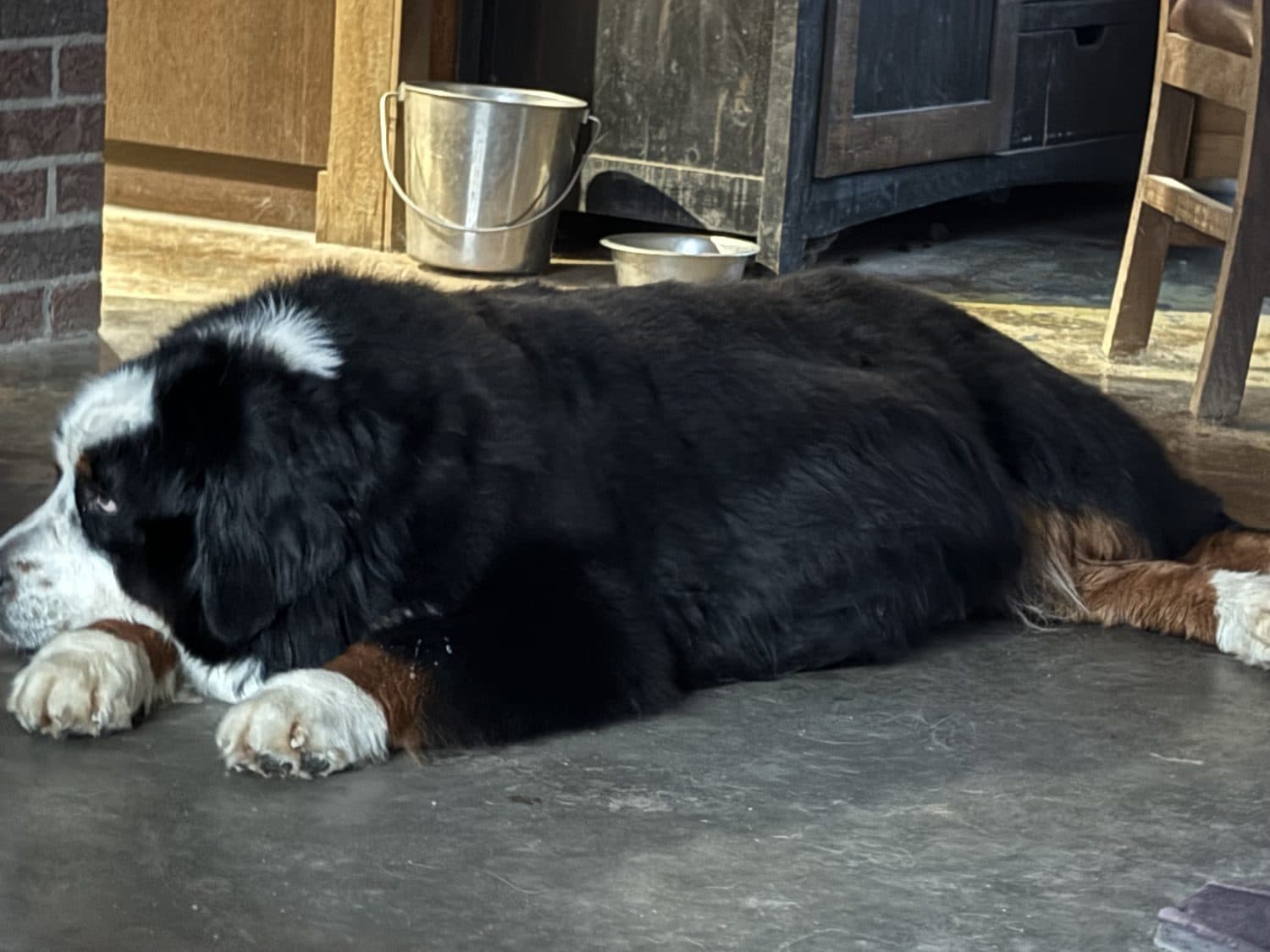 Hyza, femelle Bouvier Bernois de l'élevage Dudswelriver, au repos sur le plancher de la maison à Dudswell, Cantons-de-l'Est