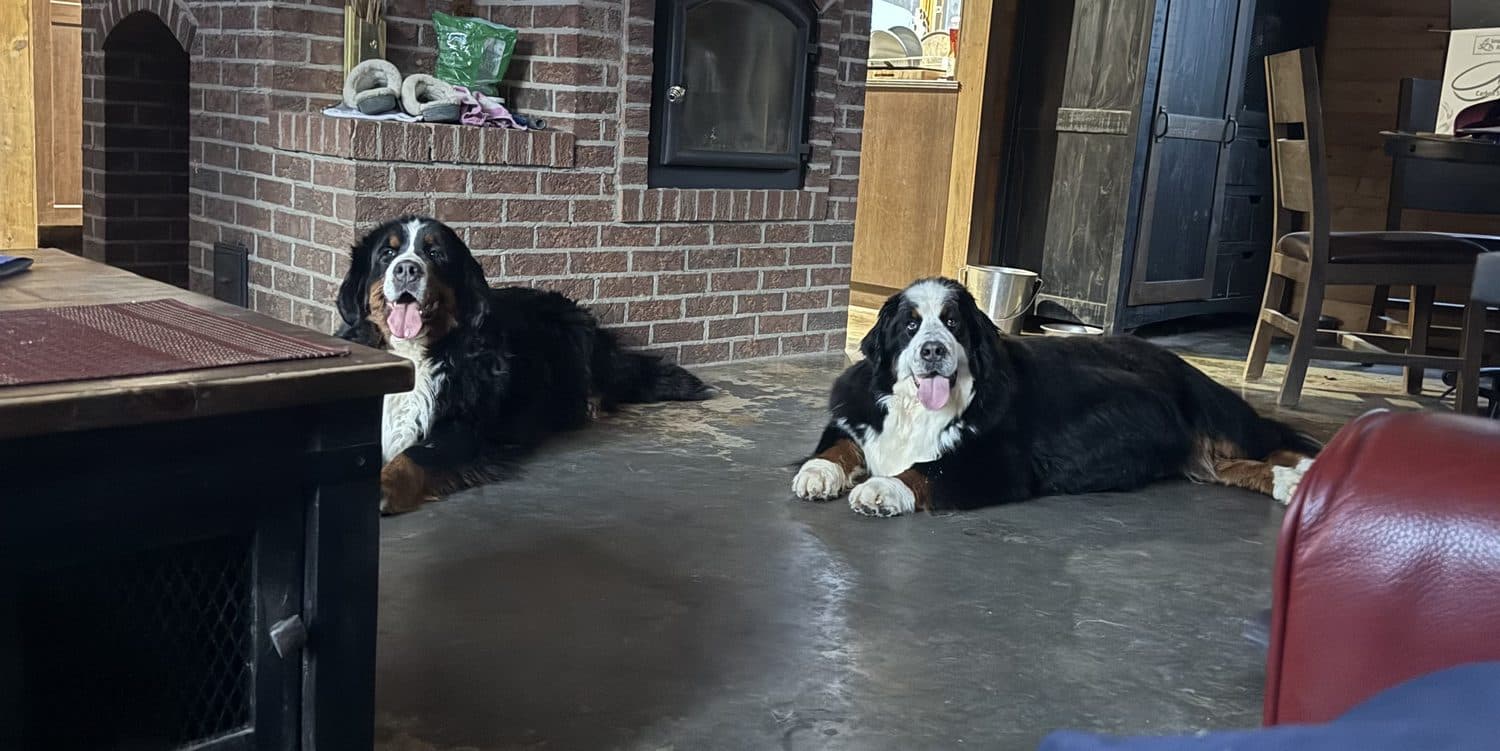 Hyza et Stella, deux femelles Bouvier Bernois de l'élevage Dudswelriver, couchées paisiblement dans la maison familiale à Dudswell