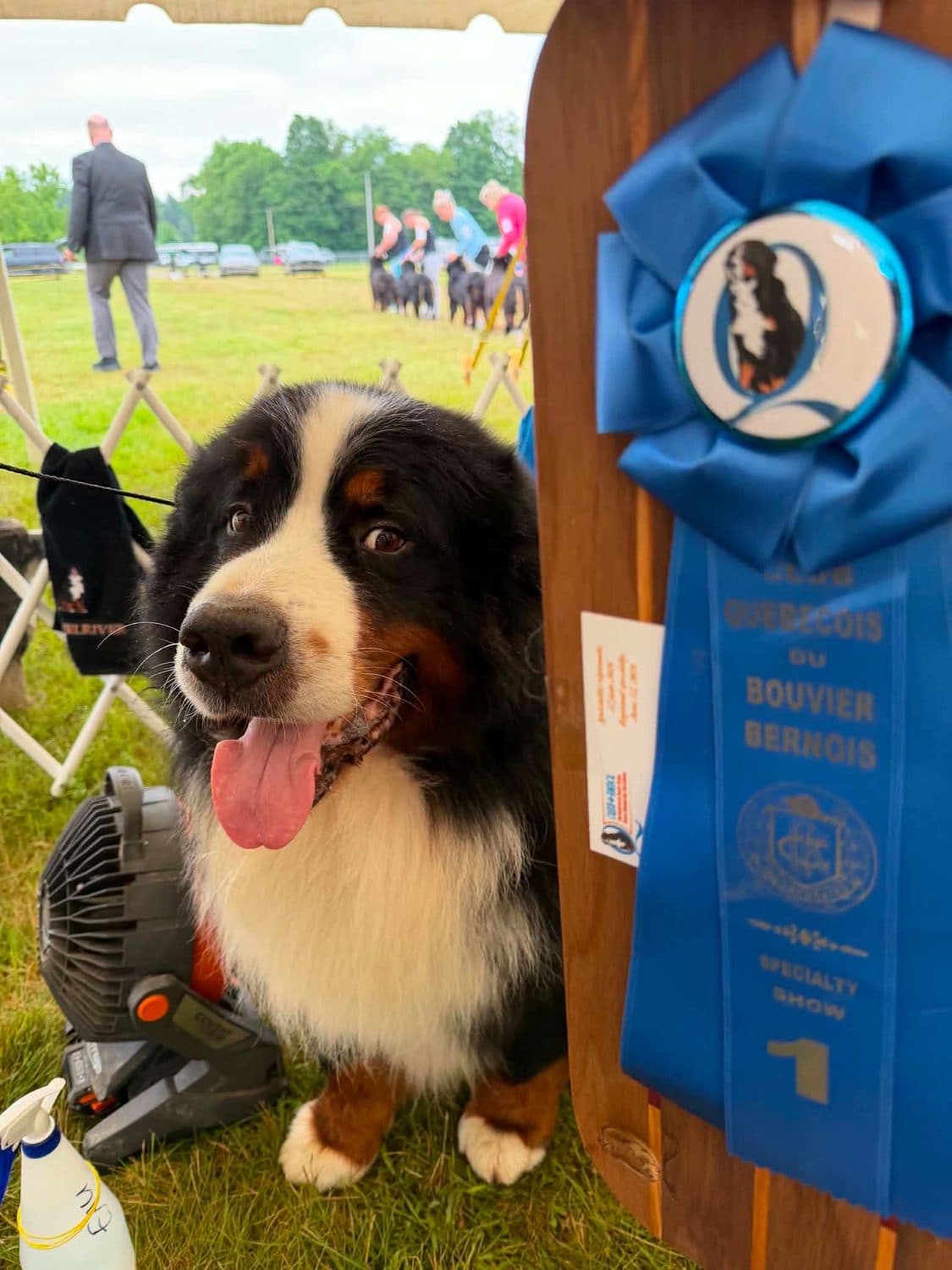 Indygo, mâle Bouvier Bernois Champion de l'élevage Dudswelriver, fièrement assis à côté de son ruban bleu du Club Québécois du Bouvier Bernois
