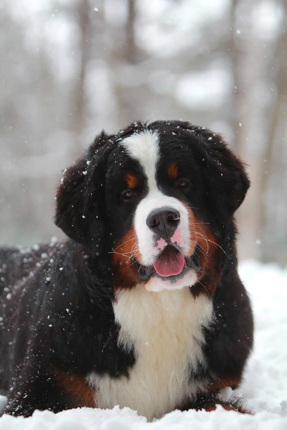 Robb, élégant mâle Bouvier Bernois de l'élevage Dudswelriver, assis dans la neige sous une chute de flocons en hiver québécois