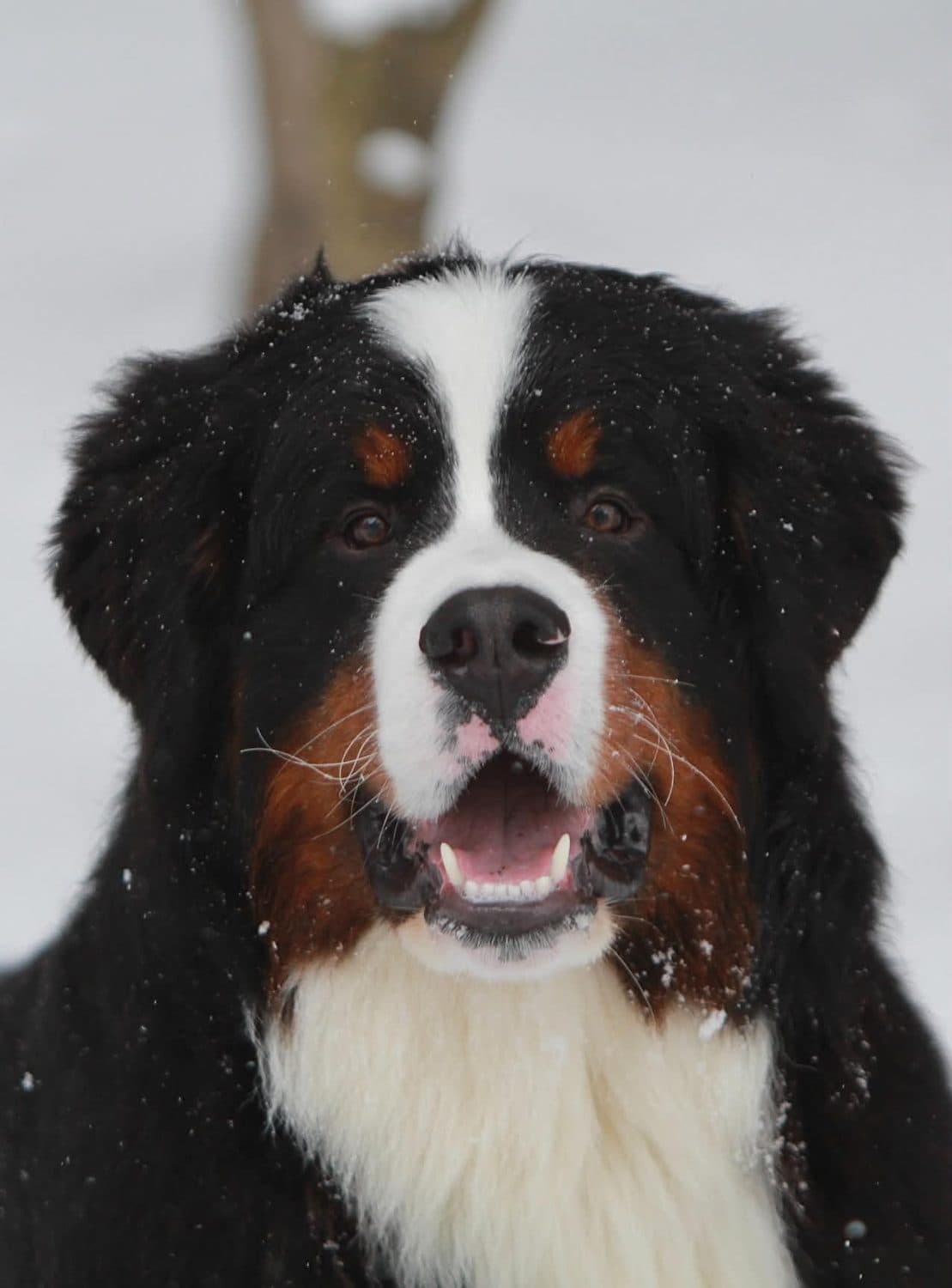 Portrait rapproché de Robb, mâle Bouvier Bernois de l'élevage Dudswelriver, sous les flocons dans la neige des Cantons-de-l'Est