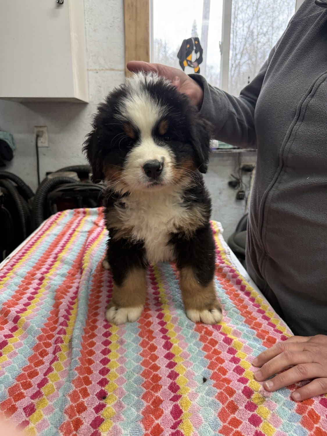 Chiot Bouvier Bernois tricolore de l'élevage Dudswelriver pris dans les bras, à Dudswell dans les Cantons-de-l'Est