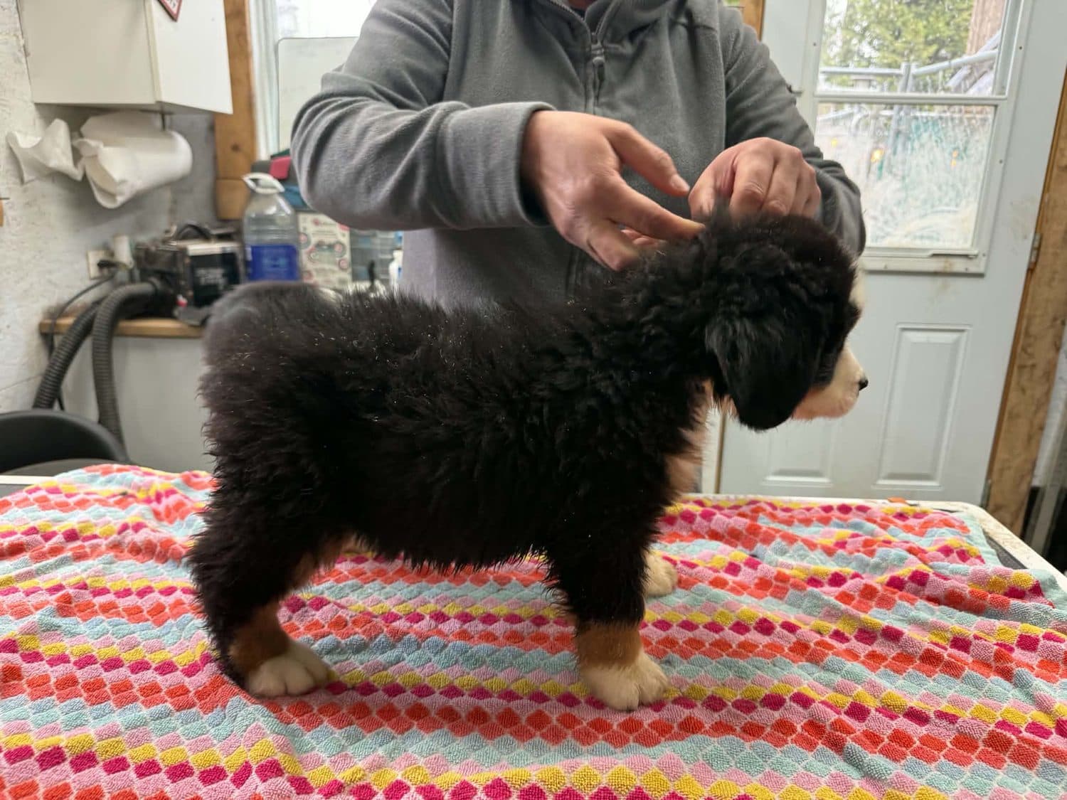 Chiot Bouvier Bernois tricolore de l'élevage Dudswelriver en évaluation d'aplombs sur la table de toilettage, à Dudswell dans les Cantons-de-l'Est