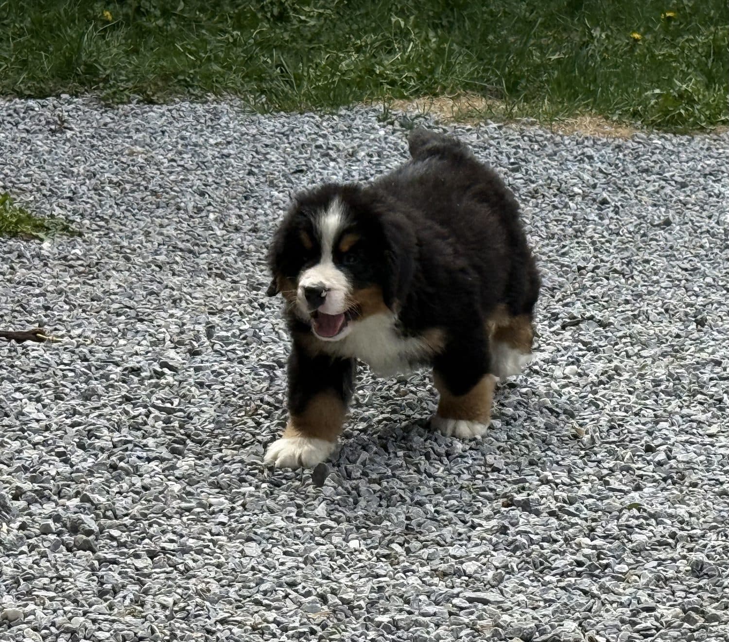Rosko, chiot Bouvier Bernois de l'élevage Dudswelriver, gambadant dans la cour gravelée du domaine à Dudswell
