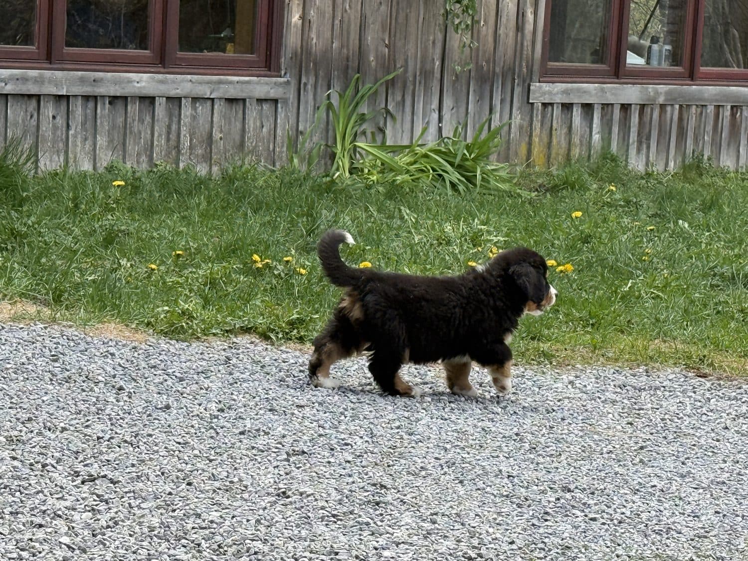 Rosko, chiot Bouvier Bernois de l'élevage Dudswelriver, en balade au printemps devant la maison du domaine à Dudswell