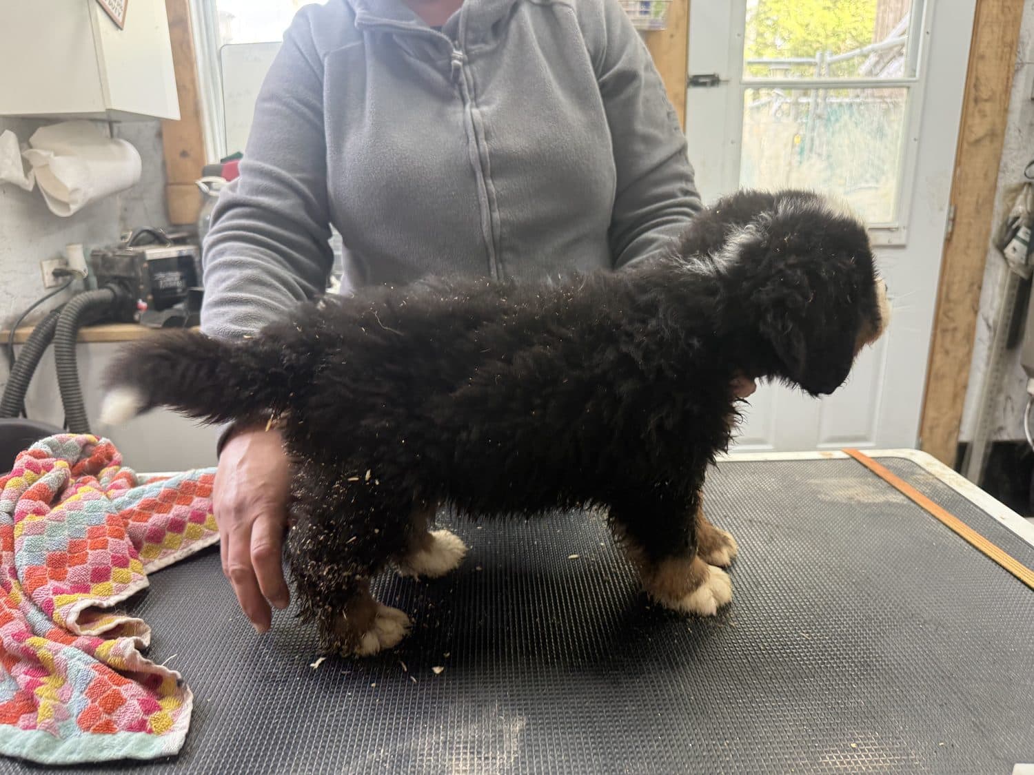 Rosko, chiot Bouvier Bernois de l'élevage Dudswelriver, en évaluation de profil sur la table à Dudswell, Cantons-de-l'Est