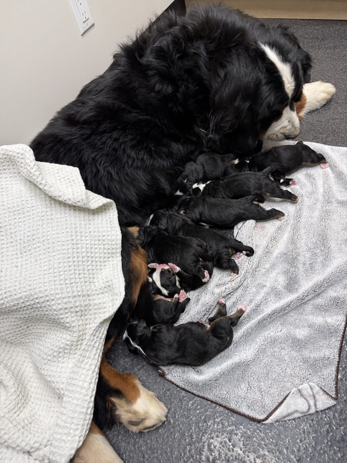 Portée de chiots Bouvier Bernois nouveau-nés tétant leur mère, élevage Dudswelriver dans les Cantons-de-l'Est
