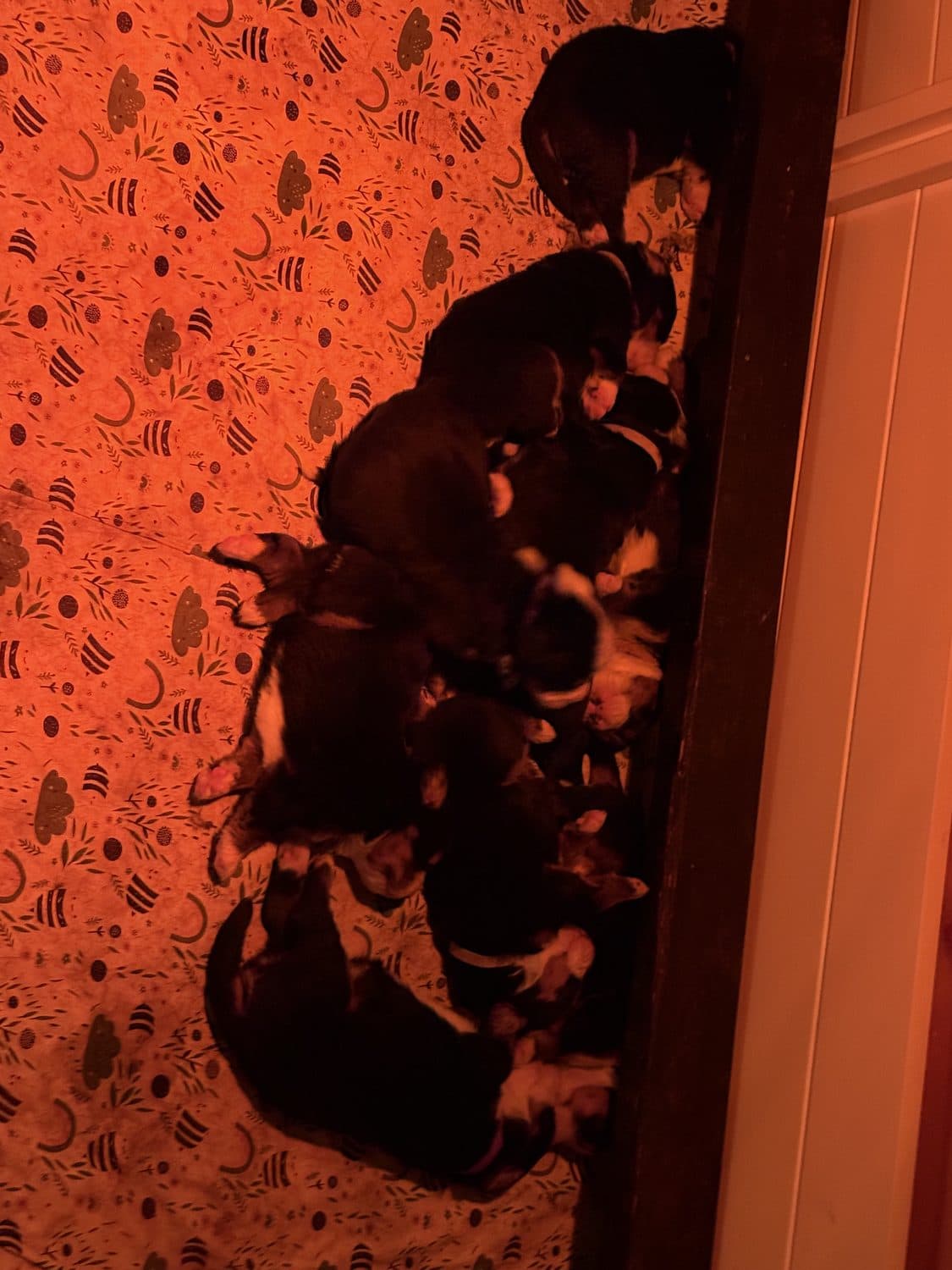 Portée de chiots Bouvier Bernois endormis blottis ensemble sous la lampe chauffante, élevage Dudswelriver à Dudswell
