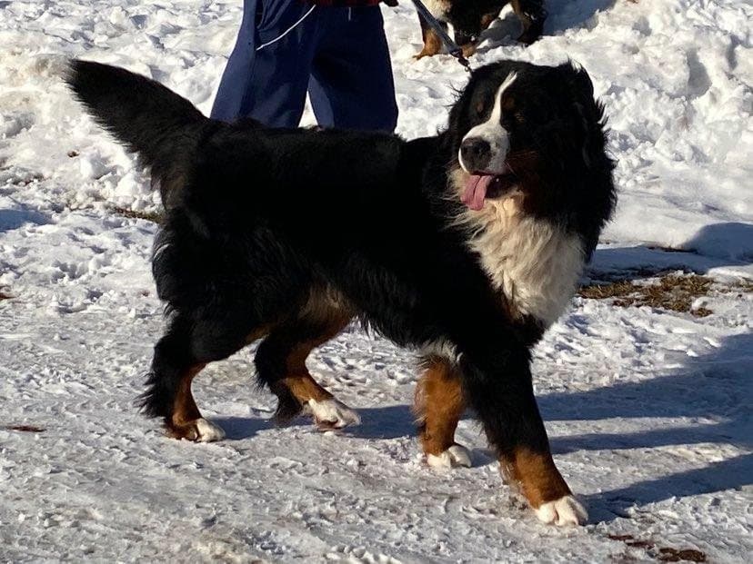 Bouvier Bernois adulte debout dans la neige par une journée ensoleillée d'hiver à Dudswell
