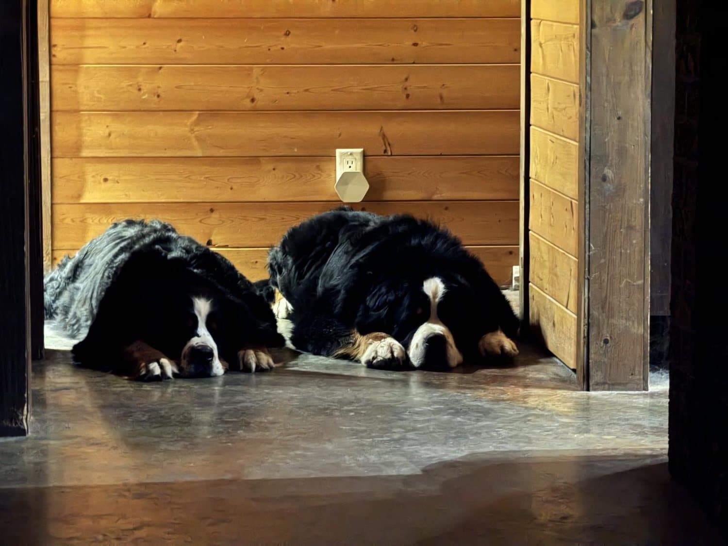 Deux Bouviers Bernois adultes couchés côte à côte le long d'un mur de bois dans un chalet des Cantons-de-l'Est