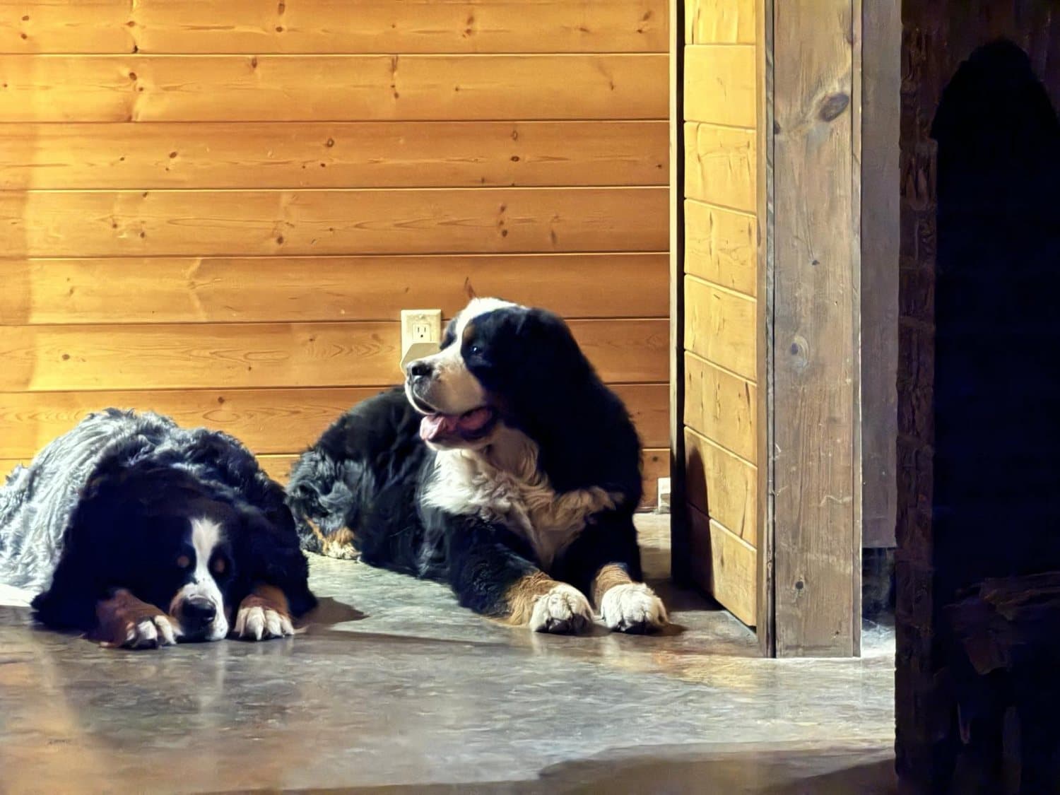 Deux Bouviers Bernois adultes couchés au repos dans un chalet en bois de l'élevage Dudswelriver