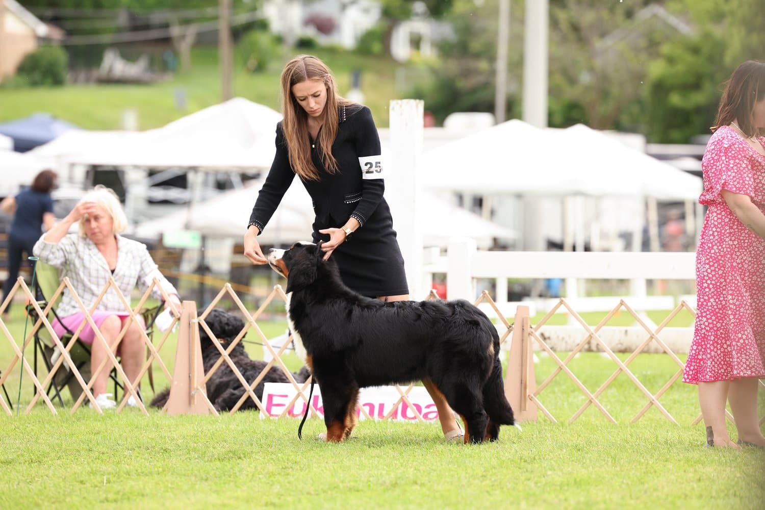 Bouvier Bernois adulte posé en stack sur le gazon par sa présentatrice lors d'une exposition canine extérieure