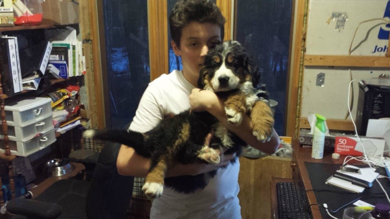 Adolescent tenant dans ses bras un chiot Bouvier Bernois à l'intérieur de la maison de l'élevage Dudswelriver