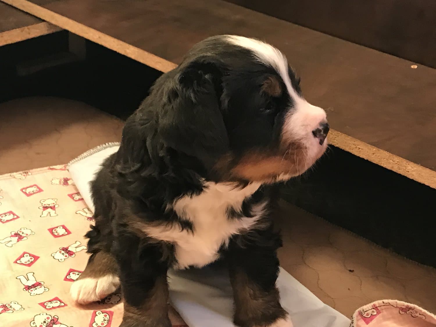 Jeune chiot Bouvier Bernois assis de profil sur une couverture dans l'aire d'élevage Dudswelriver