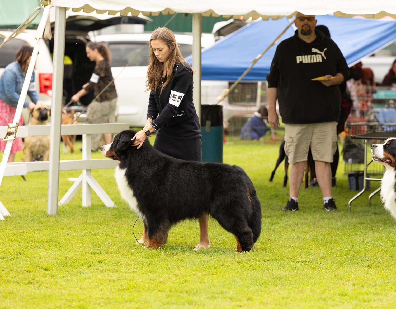 Bouvier Bernois adulte posé en stack sur le gazon d'une exposition canine, sous un chapiteau en arrière-plan