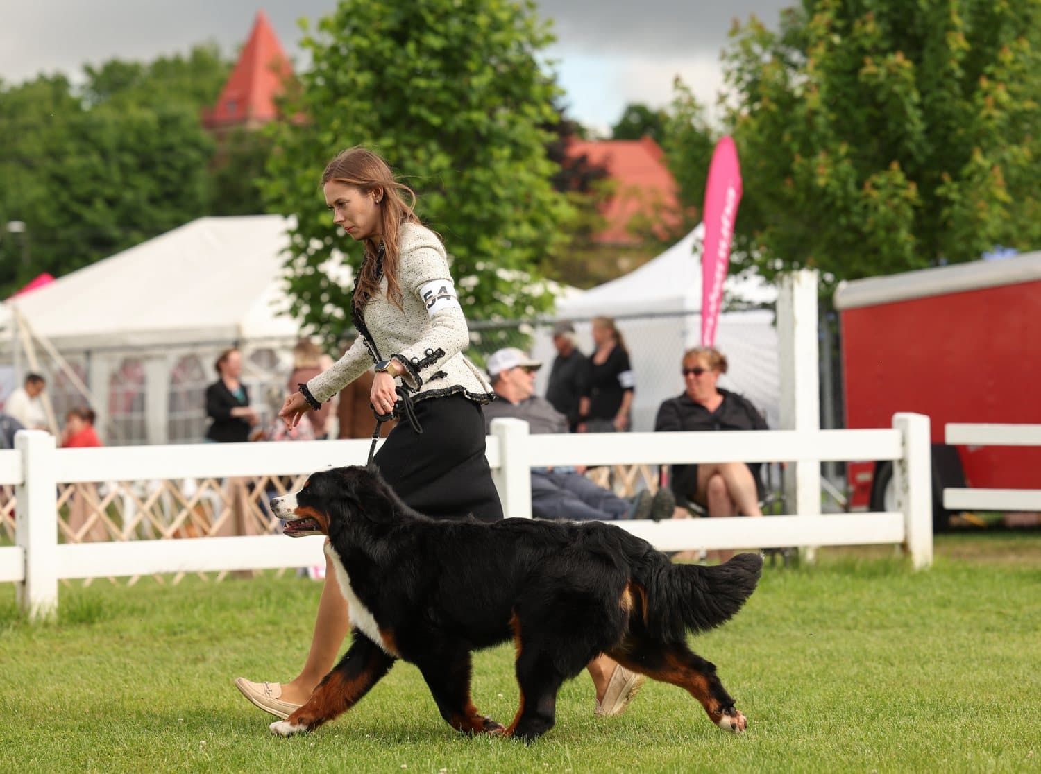 Bouvier Bernois en mouvement dans le ring d'exposition, guidé par sa présentatrice sur l'herbe