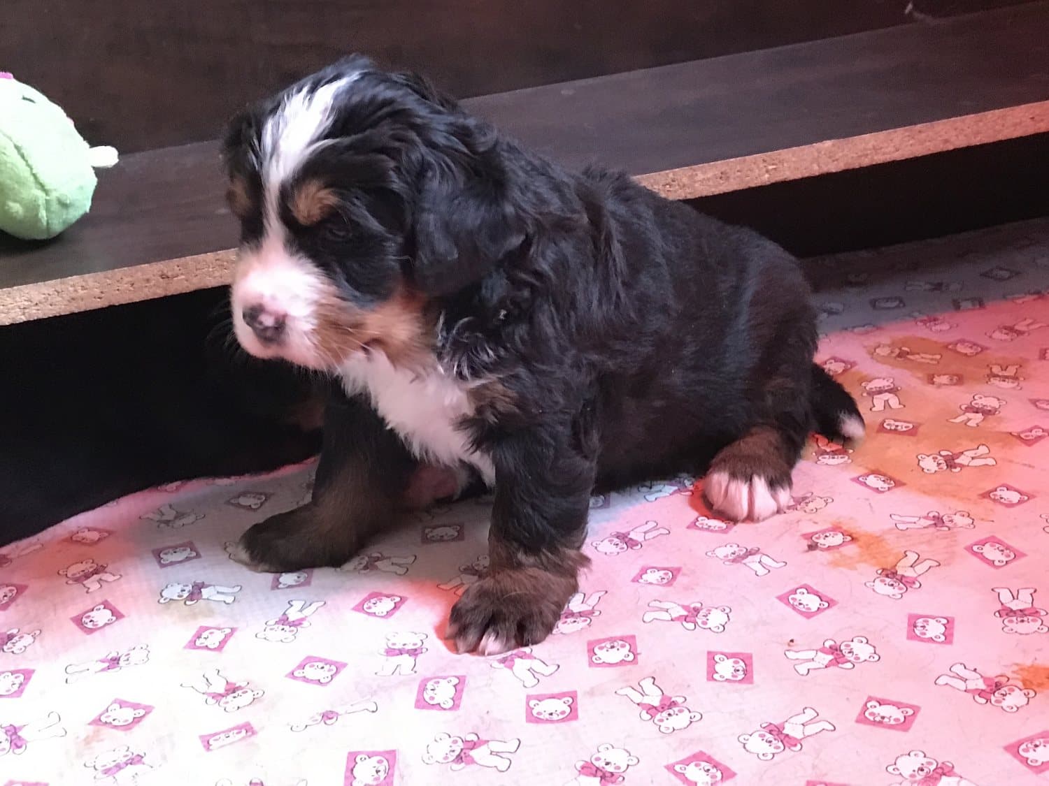 Jeune chiot Bouvier Bernois assis sur une couverture rose dans le coin chiots de l'élevage