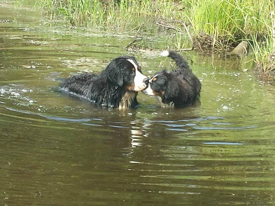Deux Bouviers Bernois se faisant face dans l'eau d'un étang entouré de hautes herbes