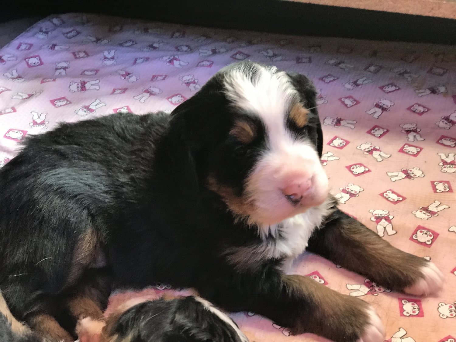 Chiot Bouvier Bernois couché et somnolent sur une couverture aux motifs roses