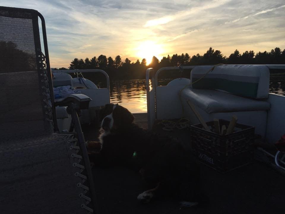 Bouvier Bernois couché sur un ponton au coucher du soleil sur un lac des Cantons-de-l'Est