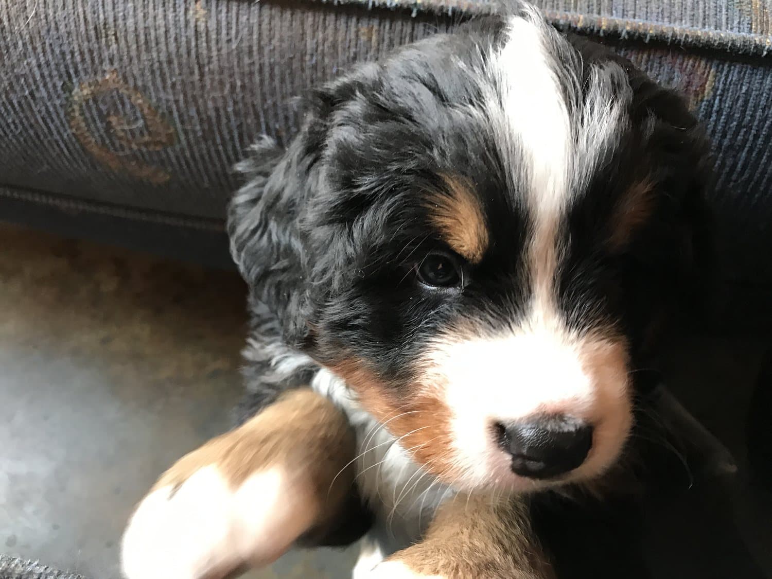 Portrait d'un chiot Bouvier Bernois au regard attentif, marque blanche au front