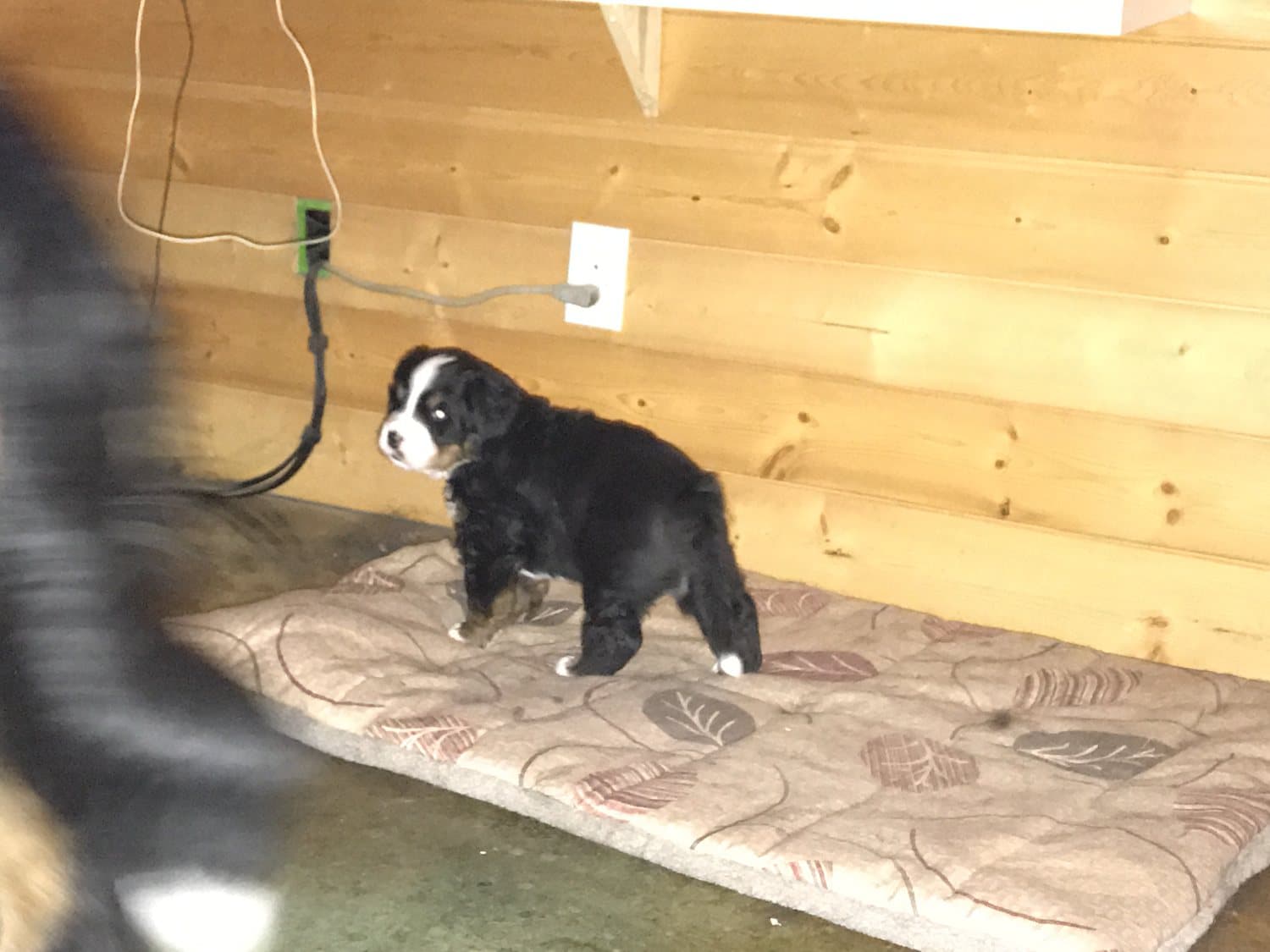Chiot Bouvier Bernois debout sur un coussin contre un mur de bois à l'élevage Dudswelriver