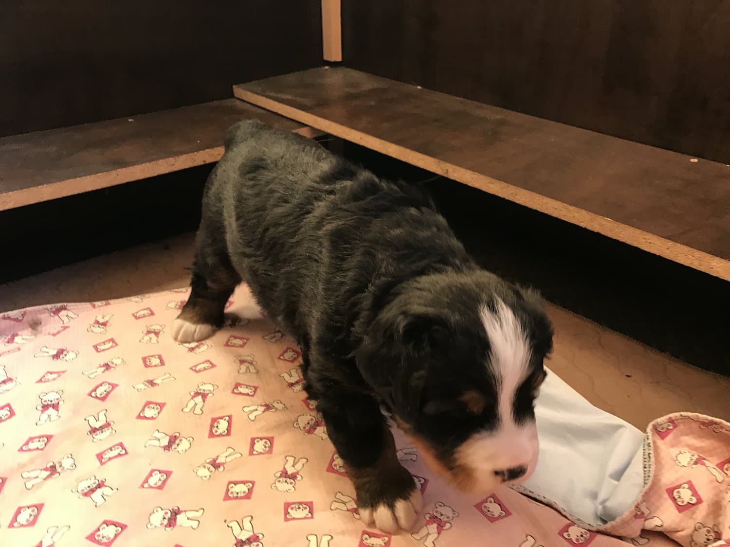 Jeune chiot Bouvier Bernois qui explore son enclos sur un tapis d'entraînement