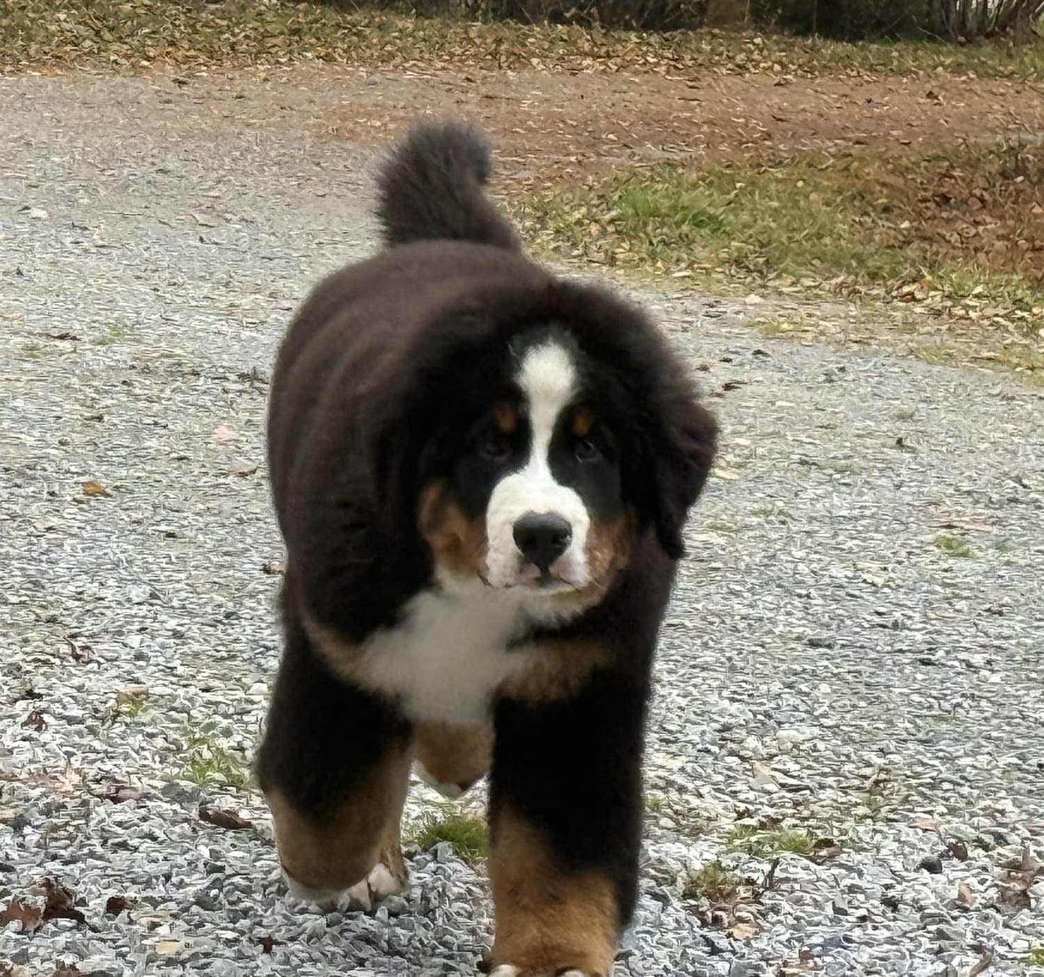 Chiot Bouvier Bernois qui trotte sur une allée de gravier à l'automne
