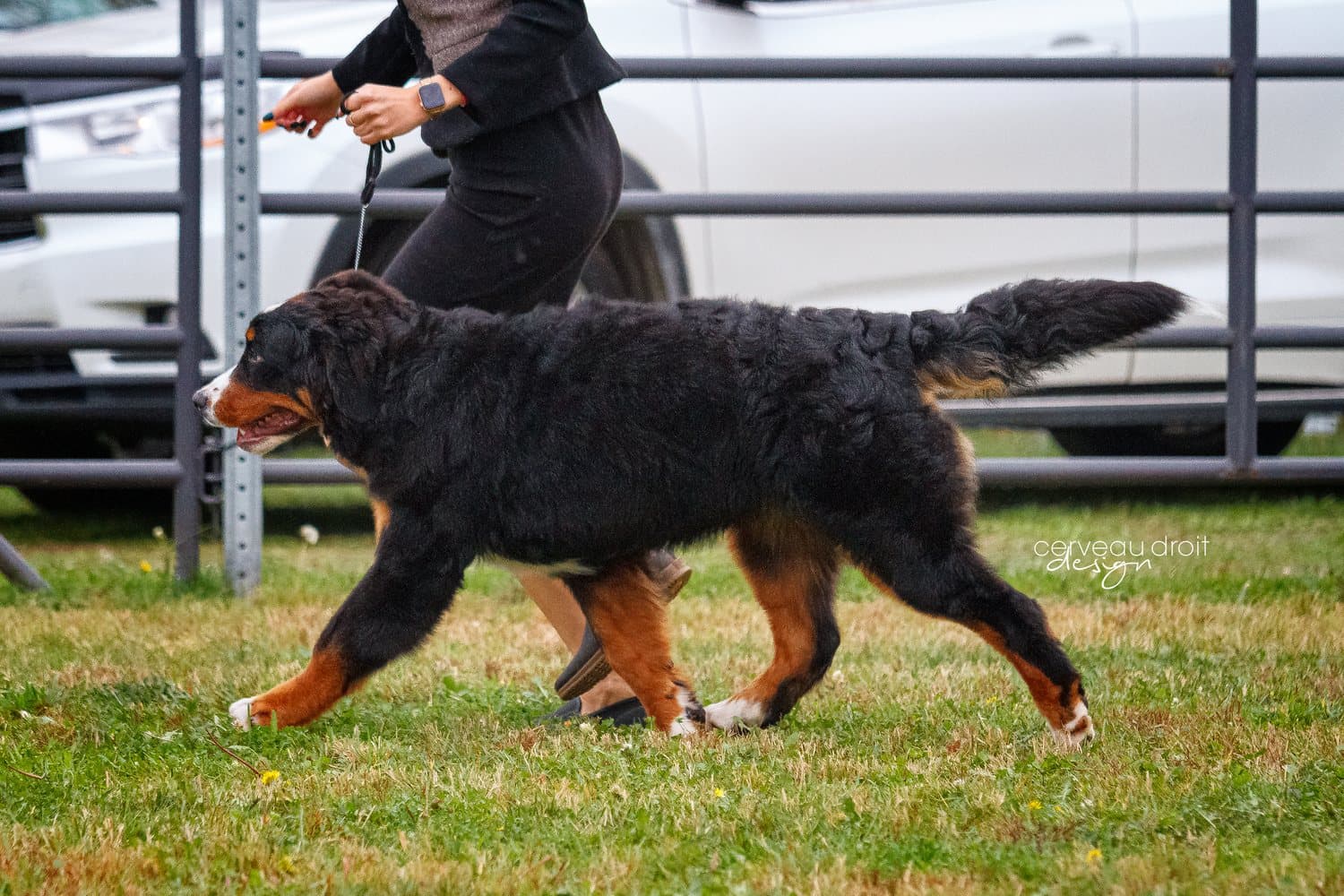Bouvier Bernois adulte en mouvement lors d'une présentation en exposition canine