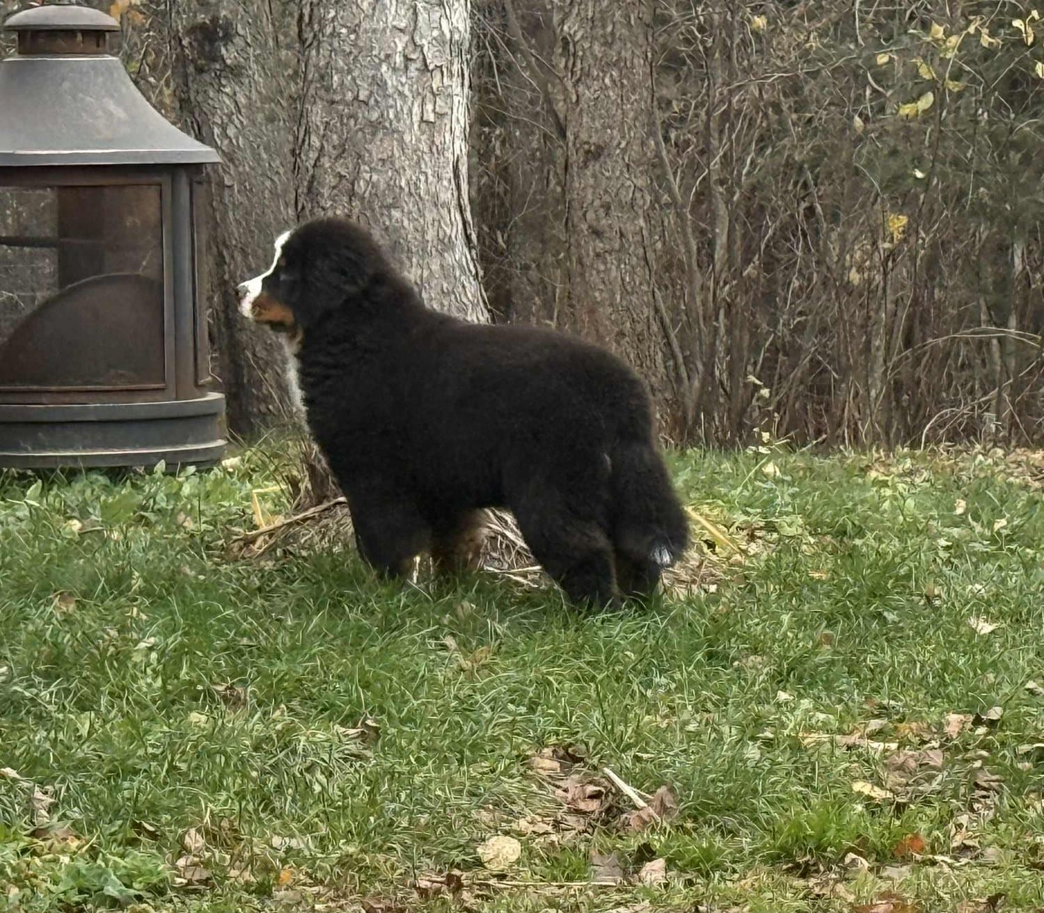 Jeune chiot Bouvier Bernois debout dans l'herbe près d'une lanterne à l'automne