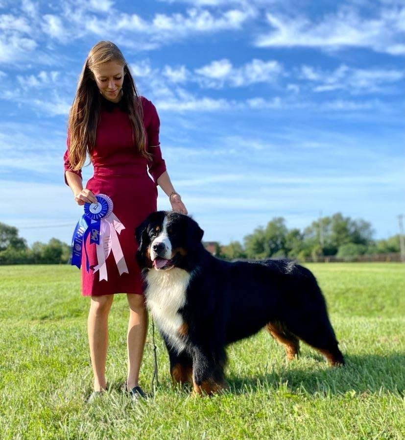 Bouvier Bernois adulte présenté par sa maître-chien tenant un ruban bleu dans un champ ensoleillé