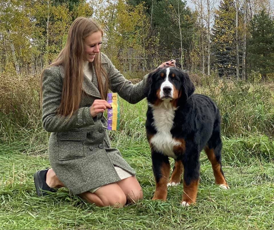 Bouvier Bernois présenté par sa maître-chien avec un ruban de concours dans un pré des Cantons-de-l'Est