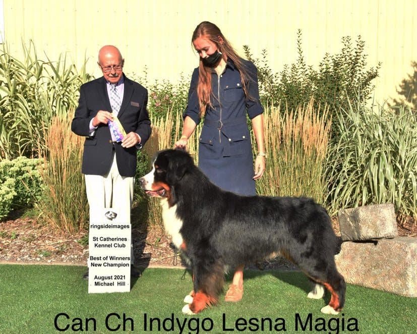 Bouvier Bernois champion Indygo Lesna Magia présenté par juge et maître-chien en exposition