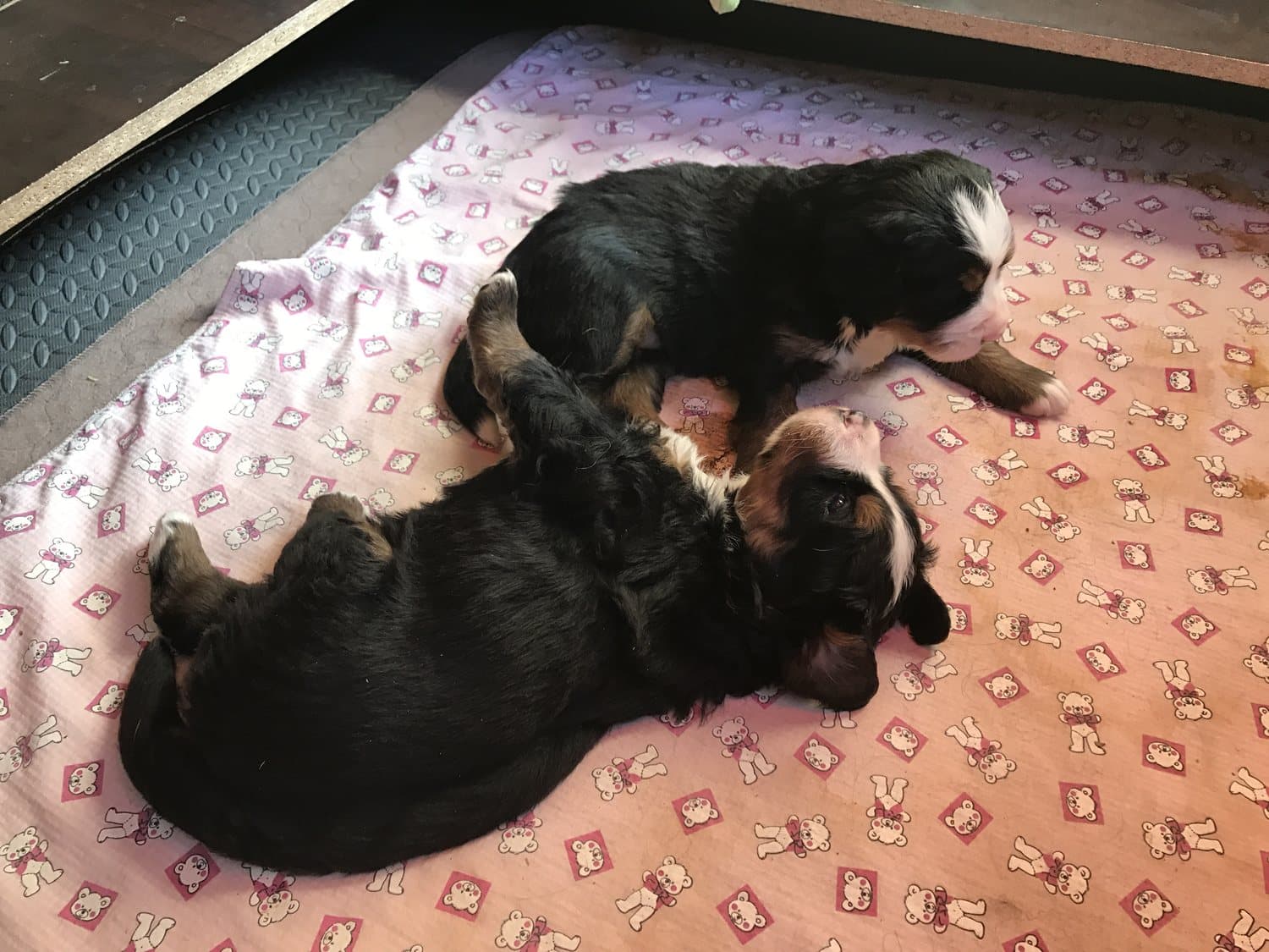 Deux chiots Bouvier Bernois qui jouent ensemble sur un tapis d'entraînement
