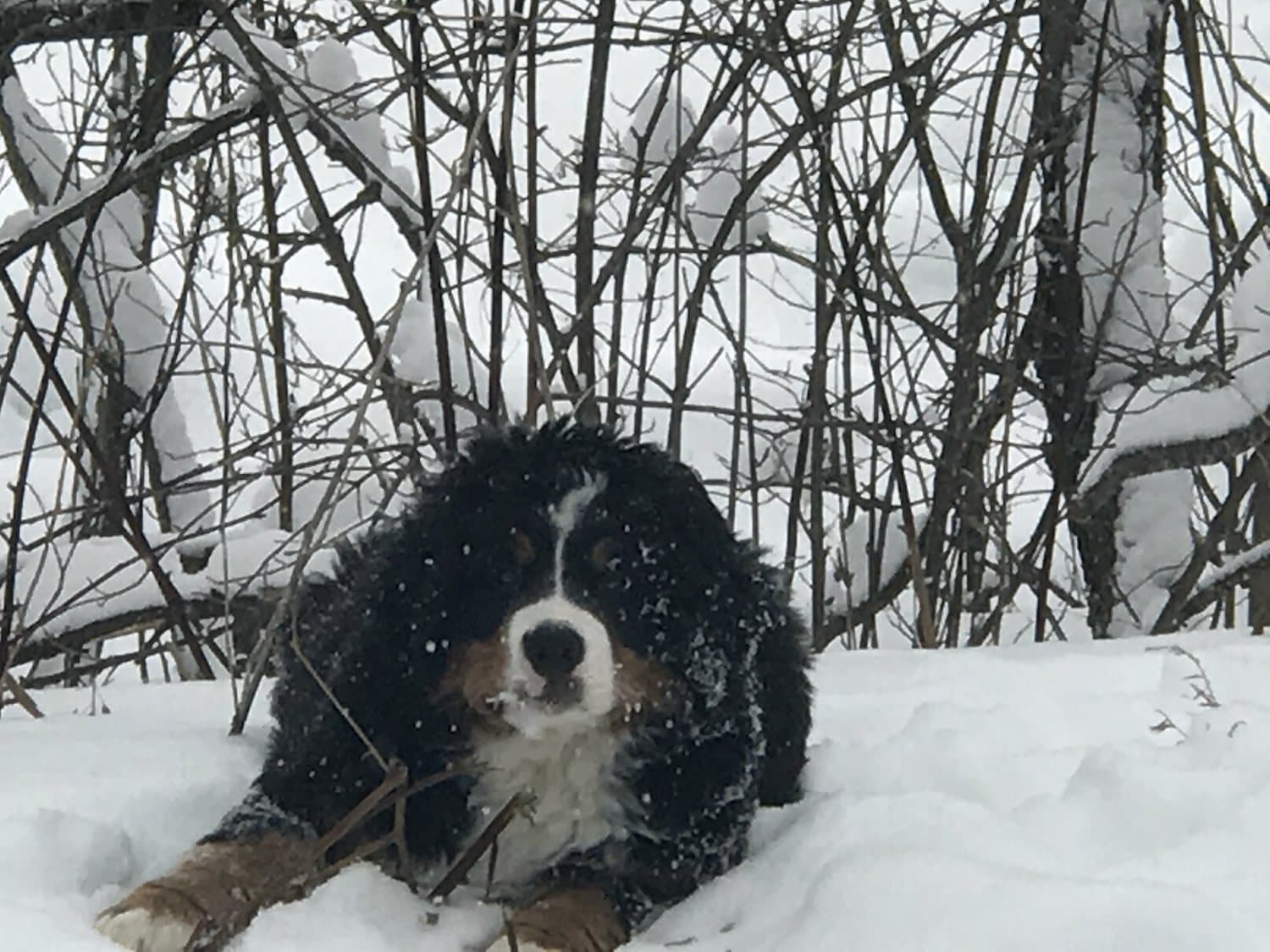 Bouvier Bernois adulte couché dans la neige fraîche parmi les broussailles à Dudswell
