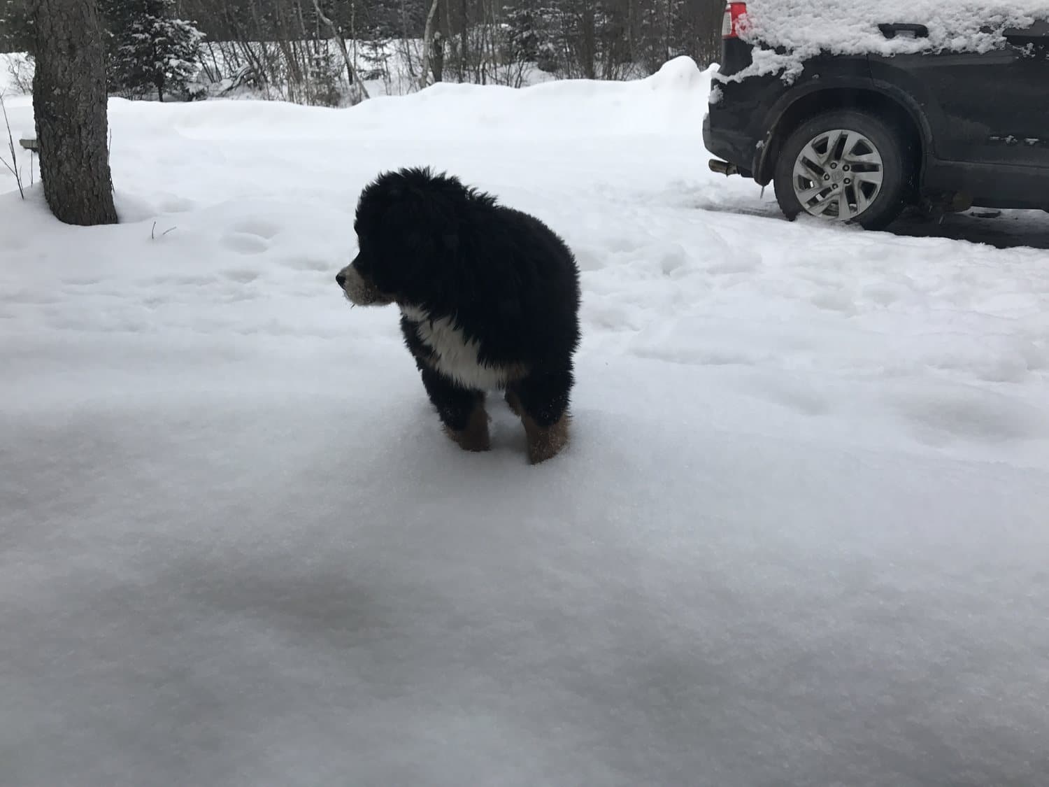 Chiot Bouvier Bernois debout dans la neige dans une entrée enneigée des Cantons-de-l'Est