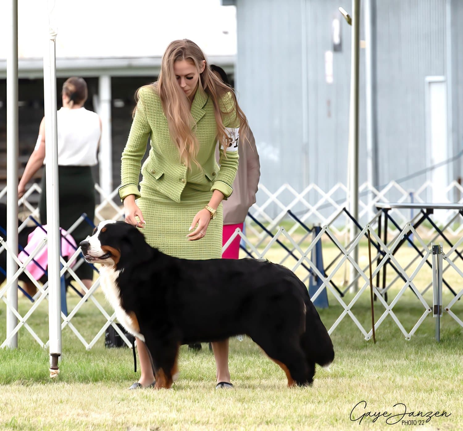 Manieuse en tailleur vert plaçant un Bouvier Bernois adulte de l'élevage Dudswelriver dans un ring d'exposition