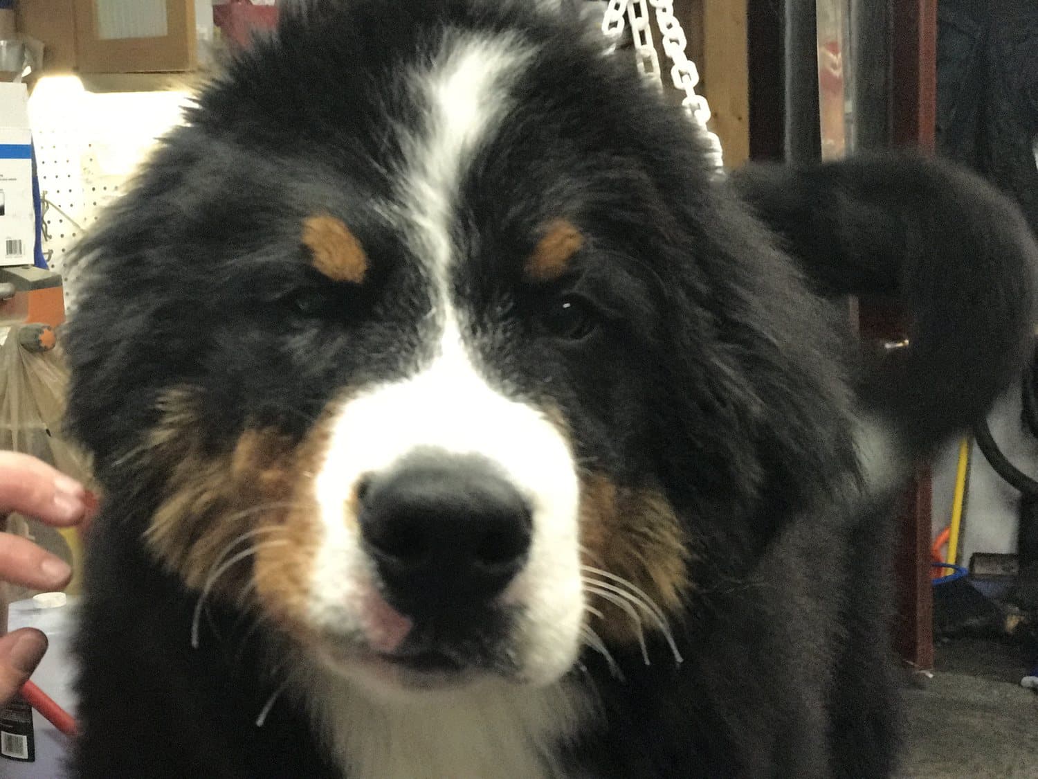 Gros plan sur la tête d'un chiot Bouvier Bernois au pelage tricolore