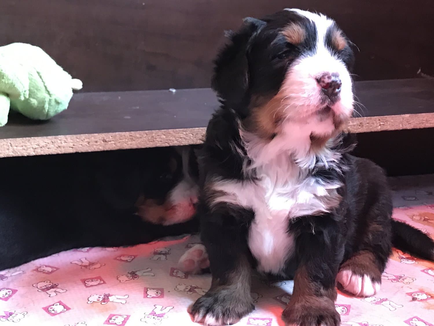 Chiot Bouvier Bernois assis sur une couverture rose tandis qu'un autre chiot se repose à l'arrière-plan