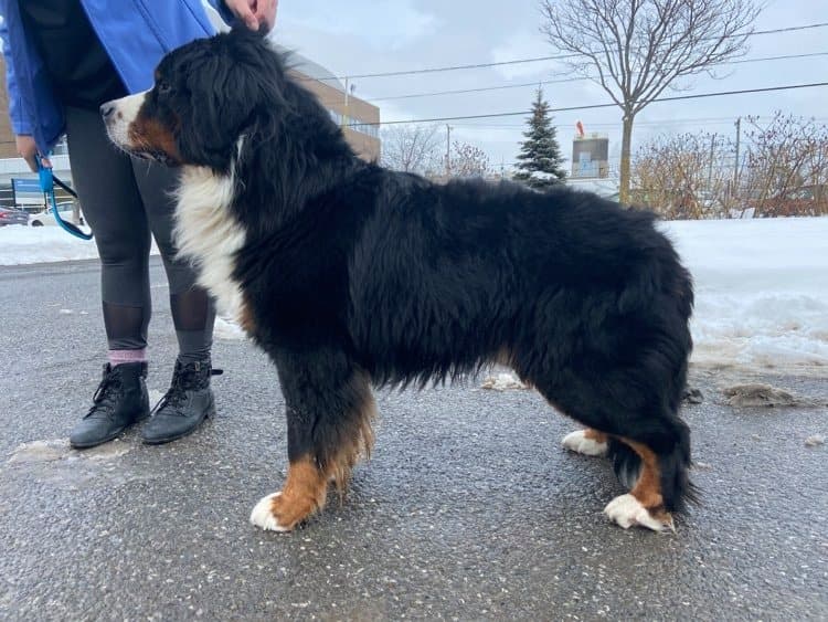Bouvier Bernois adulte placé de profil sur l'asphalte près d'un banc de neige en hiver