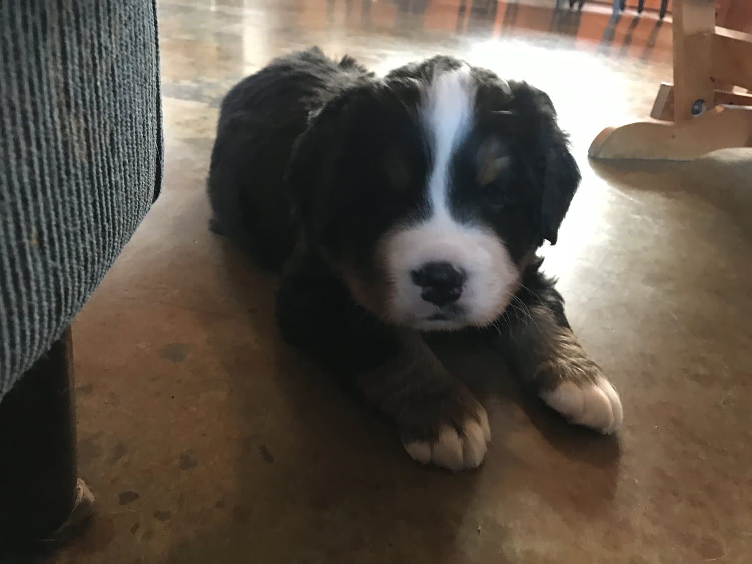 Chiot Bouvier Bernois couché sur un plancher de béton ciré à l'intérieur